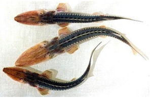 阿姆河小擬鏟鱘 阿姆河小擬鏟鱘