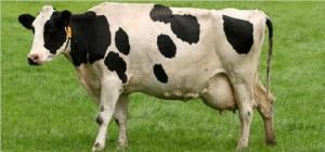 奶牛養殖 奶牛養殖