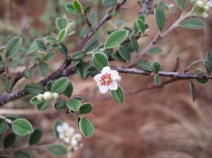 氈毛栒子 氈毛栒子