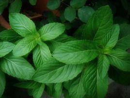 野生薄荷 野生薄荷