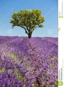 普羅旺斯的樹 普羅旺斯的樹