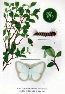 茶樹茶葉白毒蛾 茶樹茶葉白毒蛾