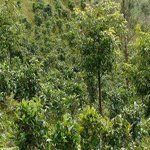 補骨脂酊 補骨脂酊