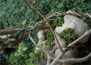 台灣千金藤 台灣千金藤