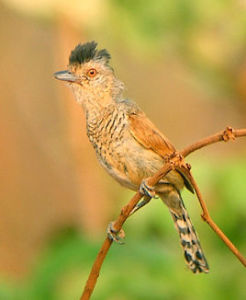 棕翅蟻鵙 棕翅蟻鵙