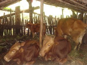 （圖）黃牛養殖 