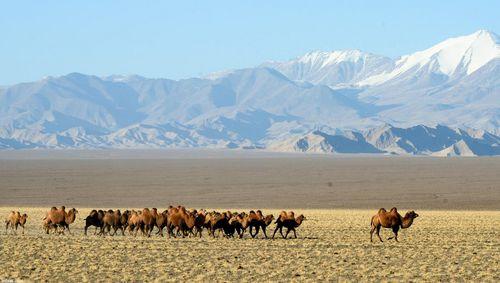 祁連山西端阿克塞地區荒漠草原
