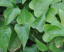 小青藤香 小青藤香