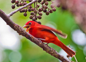 玫紅麗唐納雀 玫紅麗唐納雀