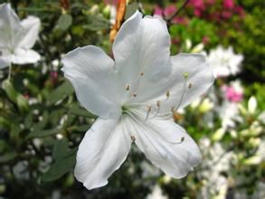 毛白杜鵑 毛白杜鵑