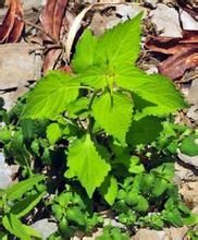 波齒香茶菜 波齒香茶菜