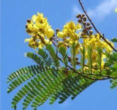 黃花盾柱木 黃花盾柱木