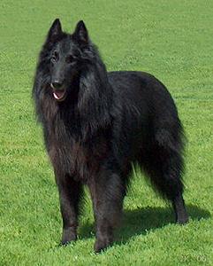 比利時坦比連犬