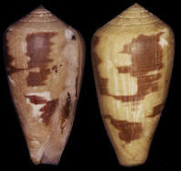 伍斯特芋螺 伍斯特芋螺