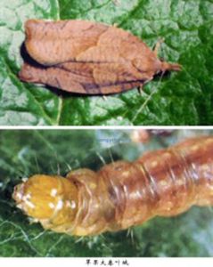 蘋果大捲葉蛾 蘋果大捲葉蛾
