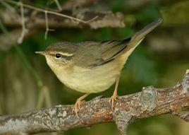 巨嘴柳鶯 巨嘴柳鶯