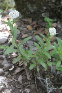 褶苞香青 褶苞香青