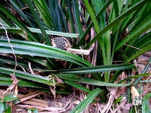 露兜樹科 露兜樹科