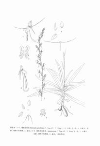 細距玉鳳花 細距玉鳳花