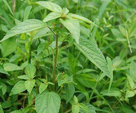 海蚌含珠 海蚌含珠