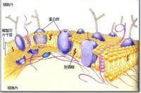 細胞外被 細胞外被