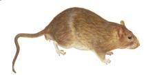 小家鼠