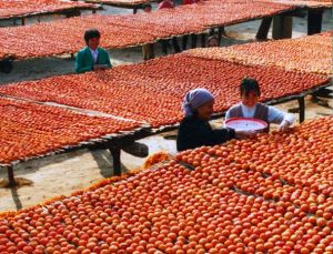 蒲州青柿 蒲州青柿