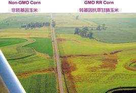 抗草甘膦基因 抗草甘膦基因