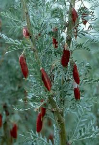 小葉錦雞兒 小葉錦雞兒