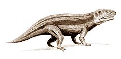 引鱷（屬名：Erythrosuchus）是已滅絕主龍形類爬行動物的一屬，生存於三疊紀早到中期的南非。引鱷的身長約5米，高度為2.1米，是三疊紀早中期的最大型掠食動物。引鱷以四肢行走，四肢以半直立方式位於身體之下。它們有大型、類似恐龍的頭部，頭部長達1米，具有多顆銳利、圓錐狀牙齒。在晚三疊紀，引鱷的生態位被蜥鱷、波斯特鱷所取代。引鱷化石時期： 250－230 Ma PreЄЄOSDCPTJKPgN三疊紀早到中期 引鱷重建圖 保護狀況 化石 科學分類 界： 動物界 Animalia 門： 脊索動物門 Chordata 綱： 蜥形綱 Sauropsida 下綱： 主龍形下綱 Archosauromorpha 科： 引鱷科 Erythrosuchidae 屬： 引鱷屬 ErythrosuchusBroom, 1905  種 非洲引鱷 E. africanusBroom, 1905 (模式種)