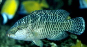 曲紋唇魚 曲紋唇魚