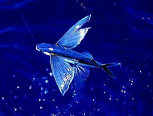 大頭飛魚 大頭飛魚