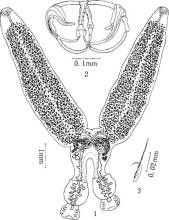 斯氏華雙身蟲 斯氏華雙身蟲