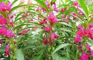 短柄鳳仙花 短柄鳳仙花