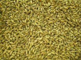 青稞麥仁 青稞麥仁