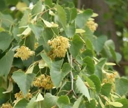 菩提樹花 菩提樹花