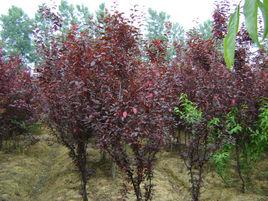 俄羅斯紅葉李 俄羅斯紅葉李