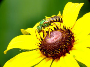 塔庫隧蜂 塔庫隧蜂