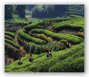 茶山林場 茶山林場