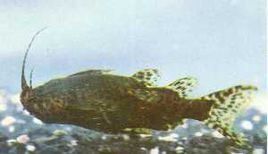 反游貓魚 反游貓魚