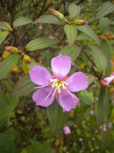 多花野牡丹圖片