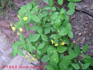 薄葉皺葉委陵菜 薄葉皺葉委陵菜