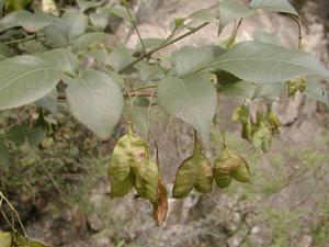 省沽油科 省沽油科