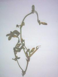 白豬母菜 白豬母菜