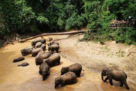 熱帶雨林自然保護區 熱帶雨林自然保護區