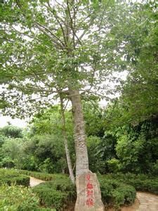 見血封喉族 見血封喉族