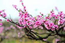 桃之夭夭，灼灼其華