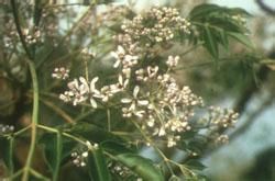 鷓鴣花亞族 鷓鴣花亞族