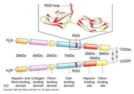 FN與細胞分子生物學 FN與細胞分子生物學