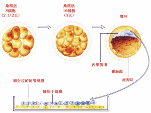 胚胎幹細胞製備